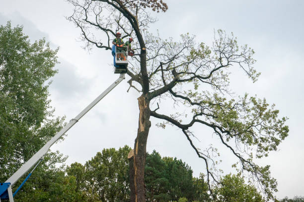 Best Arborist Consultation Services  in Lincolnia, VA